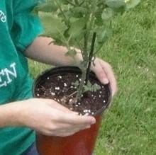 A person holding a plant in a pot