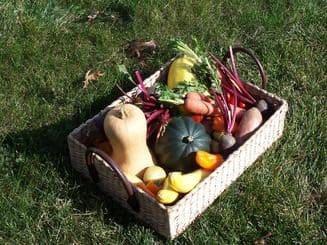 A basket of vegetables on the grass