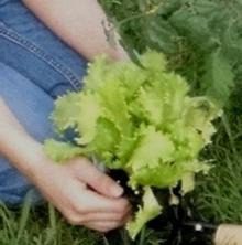 An individual holding leafy green vegetables