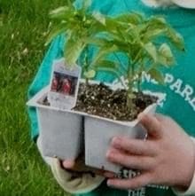 A person holding a plant in a pot