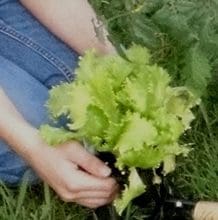 A green button with the image of leaves in it.