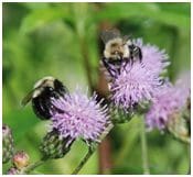 Two bees on a purple flower in the grass.