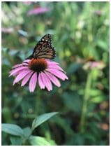 A butterfly is flying over the flower.