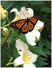 A butterfly is flying over some flowers