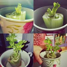 A collage of photos showing how to grow plants in a cup.