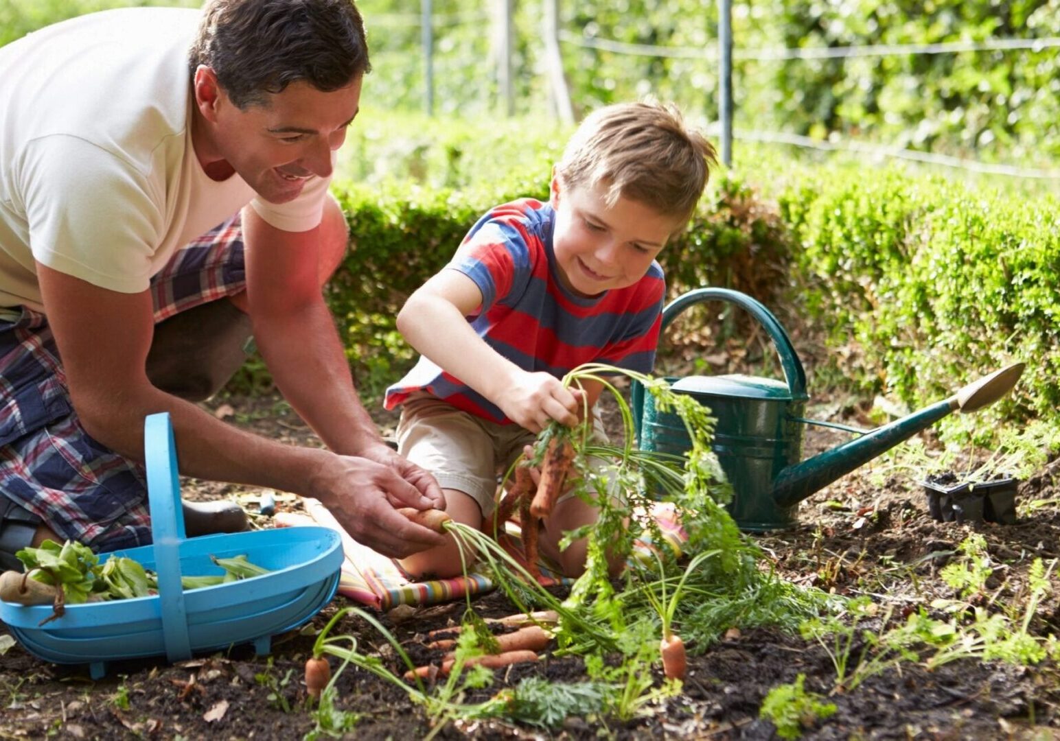 A man and boy in the garden with carrots.